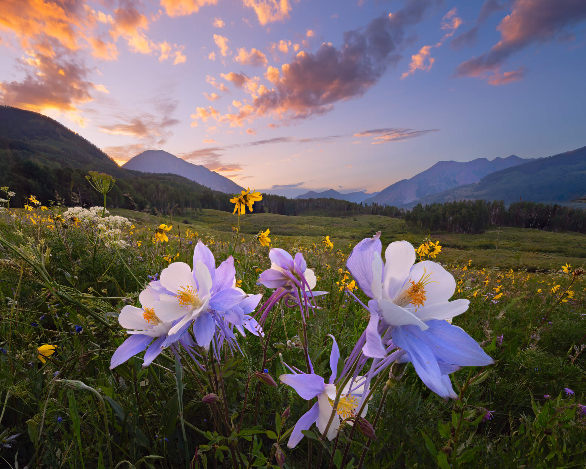 Columbine wildflowers with mountain valley sunset